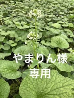 やまりん様専用