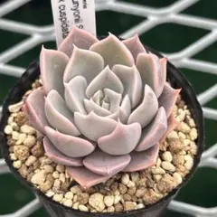 2026年最新】クスピダータの人気アイテム - メルカリ