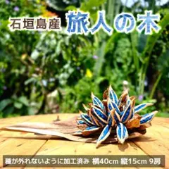 2026年最新】旅人の木 種の人気アイテム - メルカリ