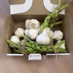 採れたて！生にんにく 1キロ 淡路島産 無農薬10 - メルカリ