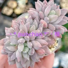 ・*.punchan‪‪‪.*¨̮・様 リクエスト 2点 まとめ商品