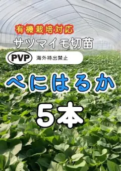ちゃむ様 リクエスト 2点 まとめ商品