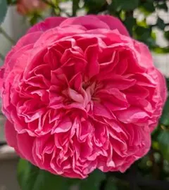 おとぎ様 リクエスト 3点 まとめ商品