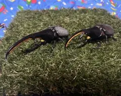 いきもの大図鑑アドバンス　カプセル版　ヘラクレスオオカブト2体セット
