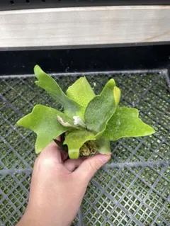 手のひらサイズ最高峰ドワーフ】ビカクシダ Bacteria バクテリア 台湾