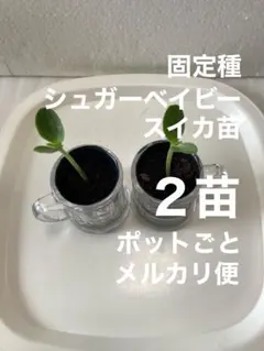 まーや様 リクエスト 2点 まとめ商品