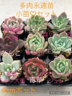 多肉植物 多肉永遠苗♡小苗セット②