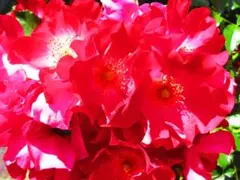 _-)-☆❣️格安(@_@) バラ安曇野 可愛い №2 - メルカリ