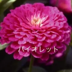 百日草　ジニア　バイオレット　種　15粒と２種類の植物の種