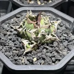 lize血統　クラウン　皇冠 小株】 アガベ チタノタ 皇冠（クラウン）lize血統 | RAINBOW PLANTS