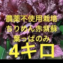 農薬不使用栽培 ちりめん赤紫蘇葉っぱ4キロ - メルカリ