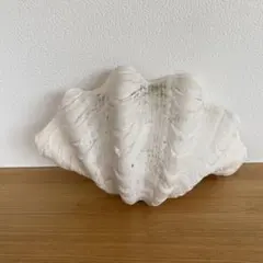 2026年最新】オオシャコガイの人気アイテム - メルカリ