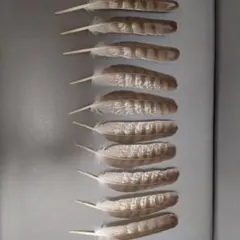 野鳥 鳥 羽根 オオタカの羽根 - メルカリ