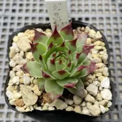 コーンストーン 多肉植物 センペルビウム 根付き苗 - メルカリ