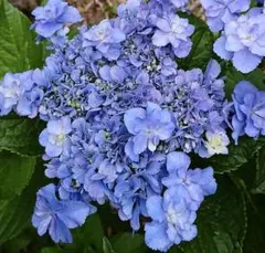 宿根草【八重咲き】紫陽花『ダブルタッチエダムブルー』5号【花終了に