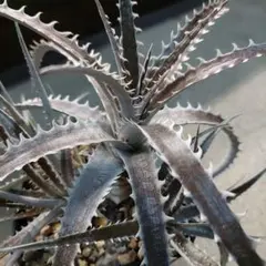Dyckia Double Dragon - メルカリ