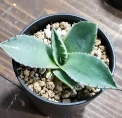 2025年最新】アガベ 耐寒の人気アイテム - メルカリ