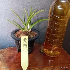 富貴蘭　黃明(黄花)５―29のサムネイル