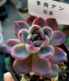 2025年最新】多肉アン桜蓮の人気アイテム - メルカリ