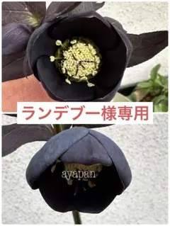 ランデブー様専用　クリスマスローズ発芽苗　ポット発送