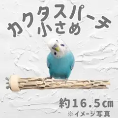 2025年最新】カクタスパーチの人気アイテム - メルカリ