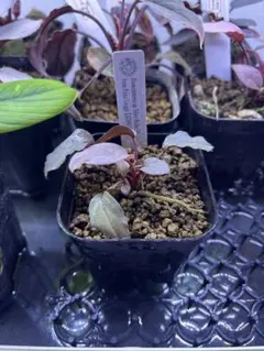 くぅ様 リクエスト 3点 まとめ商品