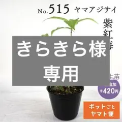 ポットごとヤマト便509】ヤマアジサイ 1年生苗 満天星 - メルカリ