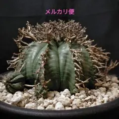 ユーフォルビアホリダ 関上No.1ゼブラホリダ純血統 SSS 親株 ユーフォルビアホリダ 関上No.1ゼブラホリダ純血統 SSS 親株 - メルカリ
