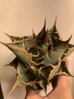 パルパレーパ様 リクエスト 4点 まとめ商品