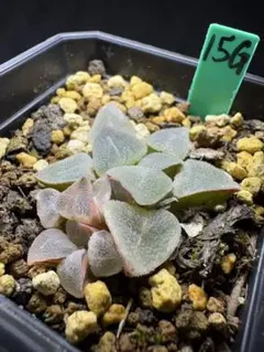 62g 多肉植物 ハオルチア ハートピクマエア錦 自家繁殖 鉢植え発送