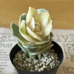 多肉植物 ラブリーローズ錦 1苗 大苗 ㊾ カット苗
