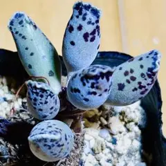 多肉植物⭐️アドロミスクス クーペリー⭐️韓国苗育成 抜き苗 g11のサムネイル