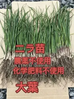 ニラ苗60芽のサムネイル