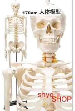 2025年最新】骨格模型 等身大の人気アイテム - メルカリ