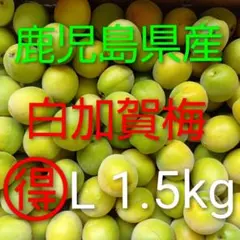おすすめ旬の青梅‼️【鹿児島産】白加賀梅 Lサイズ1.5kg(約65個入り)のサムネイル