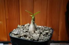 極上個体！アデニウム　ソコトラナム　メデューサ アデニウム タイ ソコトラナム(選抜個体)「Adenium Thai