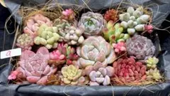 全部名前付き❣️多肉植物❤️エケベリア等カット苗詰め合わせセット⑨❤️