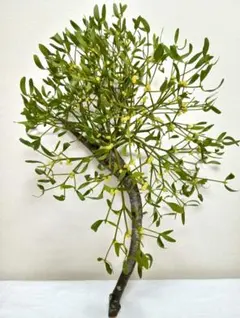 2026年最新】やどりぎ 植物の人気アイテム - メルカリ