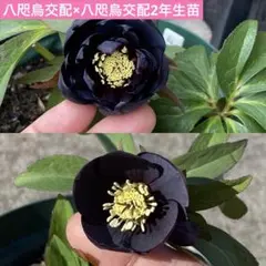 2601 クリスマスローズ種子 3粒【八咫烏セルフ交配】 - メルカリ