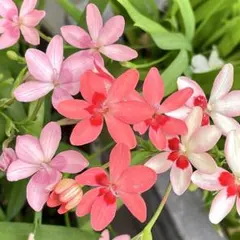 セロリ様 リクエスト 2点 まとめ商品