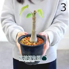 【最終値下げ】　ボンバックス　斑入り 2026年最新】プセウドボンバックスの人気アイテム - メルカリ