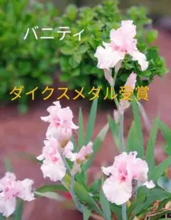 ジャーマンアイリス バニティ ダイクスメダル受賞 1株のサムネイル