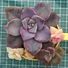 パープルディライト錦　カット苗　多肉植物