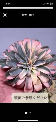 ☆専用☆ 多肉植物 カランコエ もふもふ兎シリーズ♡ リクエストの