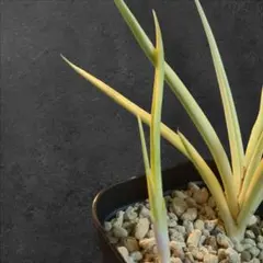 ア*ロ様 サンスベリア ダンシングドラゴン 斑入り 発根済み 子株 レア