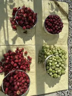 エズ様 リクエスト 2点 まとめ商品