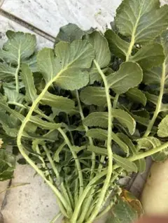 大根　★大根菜　大根葉　野菜　300㌘～ 大根 大根菜 大根葉 野菜 300㌘～ - メルカリ