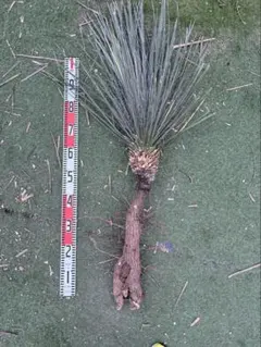 大特価奉仕品‼️Yucca Elata 地植え株 強 耐熱 耐寒 プロフ必読！19