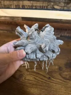 2026年最新】亀甲竜 長谷川の人気アイテム - メルカリ