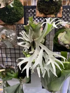 コンパクト 広葉？ coronarium thin thin spore - メルカリ